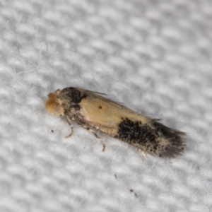 Pectinivalva commoni group undescribed species at Melba, ACT - 16 Feb 2022