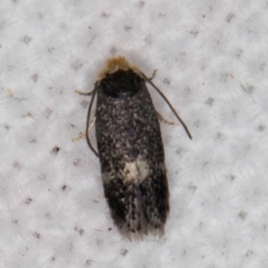 Nepticulidae (family) at Melba, ACT - 16 Feb 2022