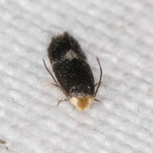 Nepticulidae (family) at Melba, ACT - 16 Feb 2022 10:05 PM