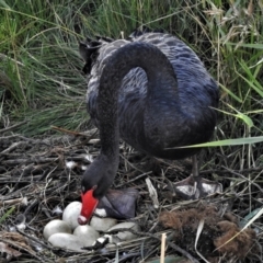 Cygnus atratus (Black Swan) at Tidbinbilla Nature Reserve - 3 Apr 2022 by JohnBundock