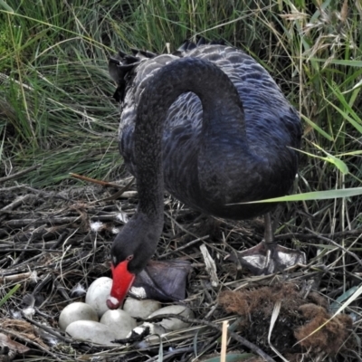 Cygnus atratus (Black Swan) at Tidbinbilla Nature Reserve - 3 Apr 2022 by JohnBundock