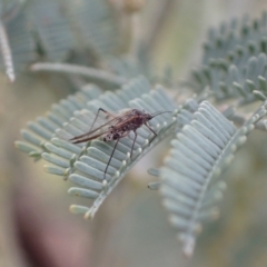 Tuberolachnus salignus (Giant willow aphid) at Murrumbateman, NSW - 2 Apr 2022 by SimoneC