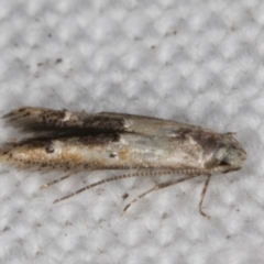 Blastobasis (genus) at Melba, ACT - 16 Feb 2022