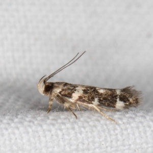 Macrobathra baliomitra at Melba, ACT - 16 Feb 2022 10:08 PM