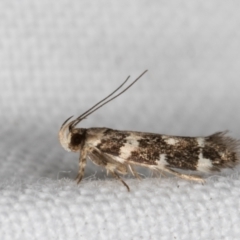 Macrobathra baliomitra at Melba, ACT - 16 Feb 2022 10:08 PM