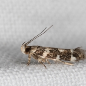 Macrobathra baliomitra at Melba, ACT - 16 Feb 2022 10:08 PM