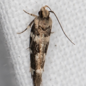 Macrobathra baliomitra at Melba, ACT - 16 Feb 2022 10:08 PM