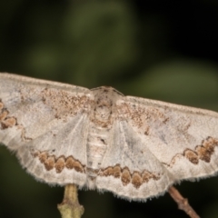 Dithalama cosmospila (Grey Spotted Wave) at Melba, ACT - 16 Feb 2022 by kasiaaus