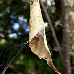 Phonognatha graeffei (Leaf Curling Spider) at Crooked Corner, NSW - 25 Mar 2022 by Milly