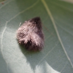 Lepidoptera unclassified IMMATURE at Murrumbateman, NSW - 4 Apr 2022 02:09 PM