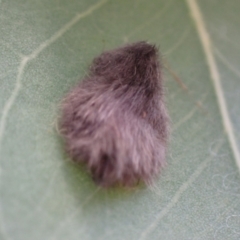 Lepidoptera unclassified IMMATURE at Murrumbateman, NSW - 4 Apr 2022 02:09 PM