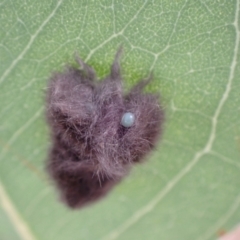 Lepidoptera unclassified IMMATURE at Murrumbateman, NSW - 4 Apr 2022 02:09 PM