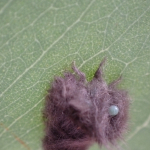 Lepidoptera unclassified IMMATURE at Murrumbateman, NSW - 4 Apr 2022 02:09 PM