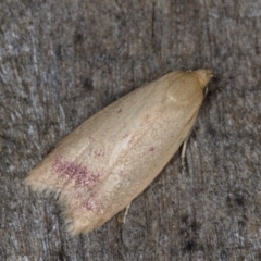 Heteroteucha occidua (A concealer moth) at Melba, ACT - 16 Feb 2022 by kasiaaus