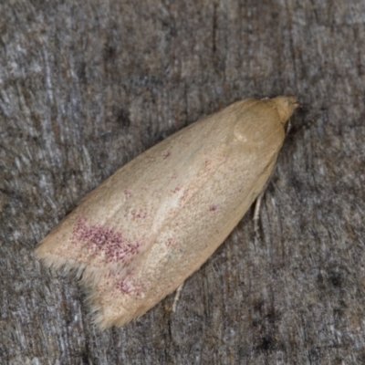 Heteroteucha occidua (A concealer moth) at Melba, ACT - 16 Feb 2022 by kasiaaus