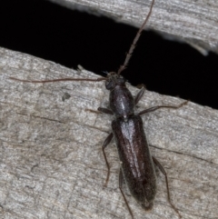 Oebarina ceresioides (Longhorn or longicorn beetle) at Melba, ACT - 16 Feb 2022 by kasiaaus