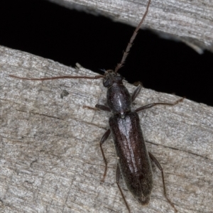 Oebarina ceresioides at Melba, ACT - 16 Feb 2022