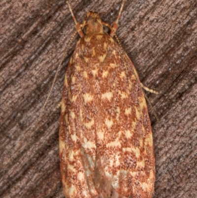 Syringoseca rhodoxantha (A concealer moth) at Melba, ACT - 16 Feb 2022 by kasiaaus