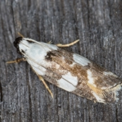 Ardozyga abruptella (A Gelechioid moth) at Melba, ACT - 16 Feb 2022 by kasiaaus