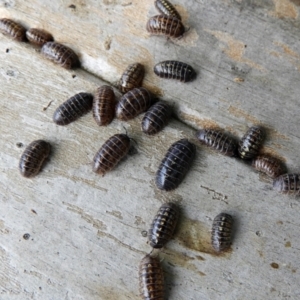 Armadillidium vulgare at Crooked Corner, NSW - 12 Mar 2022