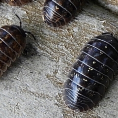 Armadillidium vulgare at Crooked Corner, NSW - 12 Mar 2022 12:22 PM