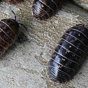 Armadillidium vulgare at Crooked Corner, NSW - 12 Mar 2022