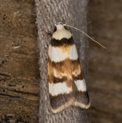 Catacometes phanozona (A Concealer moth) at Melba, ACT - 16 Feb 2022 by kasiaaus