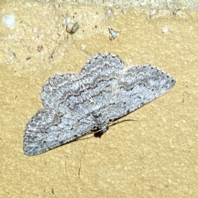 Psilosticha absorpta (Fine-waved Bark Moth) at QPRC LGA - 4 Apr 2022 by Steve_Bok