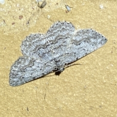 Psilosticha absorpta at Jerrabomberra, NSW - 4 Apr 2022