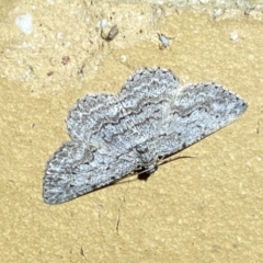 Psilosticha absorpta at Jerrabomberra, NSW - 4 Apr 2022