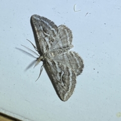 Selidosema leucoplecta (Intricate Bark Moth) at Jerrabomberra, NSW - 4 Apr 2022 by SteveBorkowskis