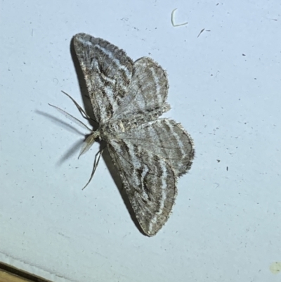 Selidosema leucoplecta (Intricate Bark Moth) at Jerrabomberra, NSW - 4 Apr 2022 by SteveBorkowskis