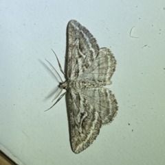 Selidosema leucoplecta at Jerrabomberra, NSW - suppressed