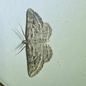 Selidosema leucoplecta at Jerrabomberra, NSW - 4 Apr 2022