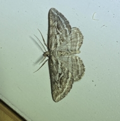 Selidosema leucoplecta at Jerrabomberra, NSW - suppressed