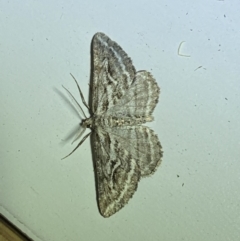 Selidosema leucoplecta at Jerrabomberra, NSW - suppressed