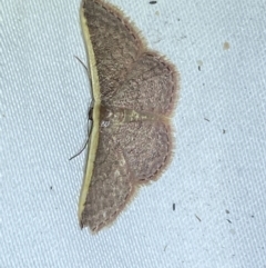 Idaea costaria (White-edged Wave) at Jerrabomberra, NSW - 4 Apr 2022 by SteveBorkowskis