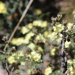 Phebalium squamulosum subsp. ozothamnoides at Yaouk, NSW - 17 Oct 2021