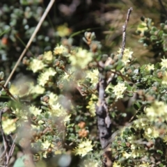 Phebalium squamulosum subsp. ozothamnoides at Yaouk, NSW - 17 Oct 2021