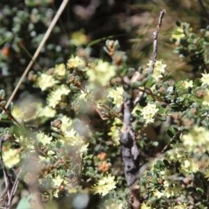 Phebalium squamulosum subsp. ozothamnoides at Yaouk, NSW - 17 Oct 2021