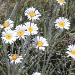Celmisia costiniana (Costin's Snow Daisy) at Kosciuszko National Park - 16 Jan 2022 by mahargiani