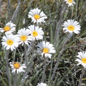 Celmisia costiniana at Kosciuszko, NSW - 16 Jan 2022