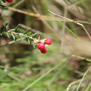 Acrothamnus hookeri at Kosciuszko National Park, NSW - 23 Jan 2022 01:46 PM