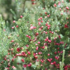 Acrothamnus hookeri at Kosciuszko National Park, NSW - 23 Jan 2022 01:46 PM