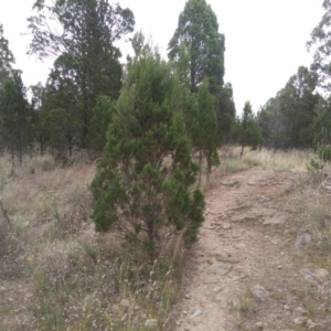 Callitris endlicheri at Cooma, NSW - 1 Apr 2022