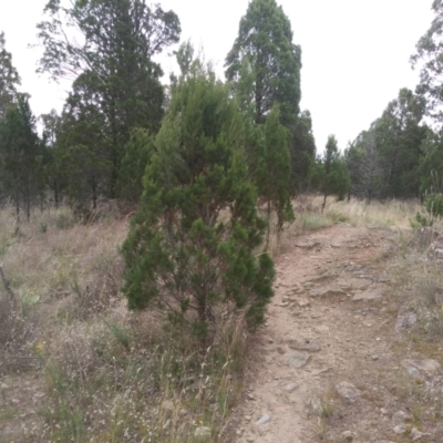 Callitris endlicheri (Black Cypress Pine) at Cooma North Ridge Reserve - 1 Apr 2022 by mahargiani
