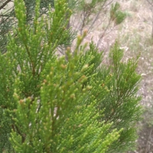 Callitris endlicheri at Cooma, NSW - 1 Apr 2022 02:06 PM