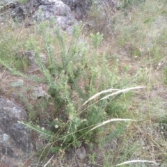 Grevillea lanigera (Woolly Grevillea) at Cooma, NSW - 1 Apr 2022 by mahargiani