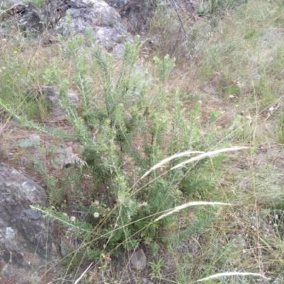 Grevillea lanigera (Woolly Grevillea) at Cooma North Ridge Reserve - 1 Apr 2022 by mahargiani