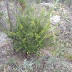 Grevillea sp. (Grevillea) at Cooma, NSW - 1 Apr 2022 by mahargiani